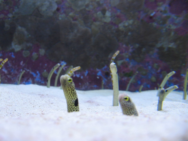 美ら海水族館_f0129187_17175177.jpg