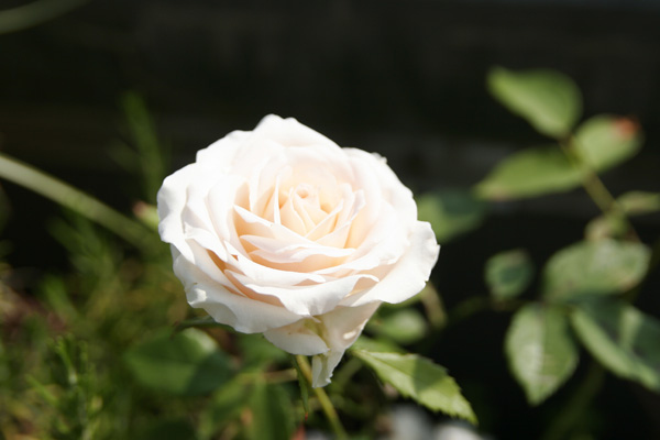 f0130693_96251.jpg