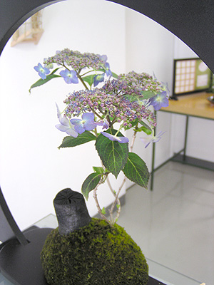 〜29日まで 北室:企画展:多久嶋玲子ネコ展 南室:企画展苔久こけ玉展_f0106896_1830617.jpg