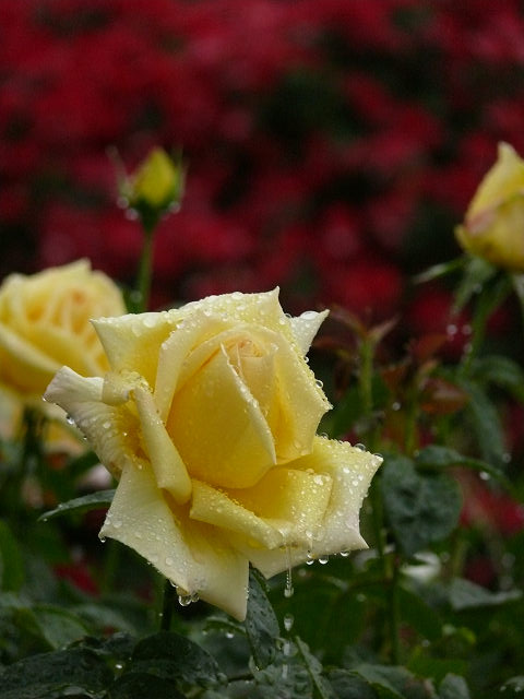 雨の中の薔薇_a0067201_191249.jpg