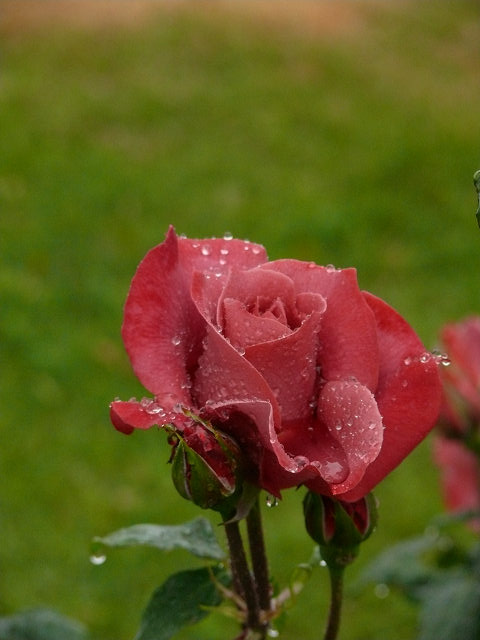 雨の中の薔薇_a0067201_1914694.jpg