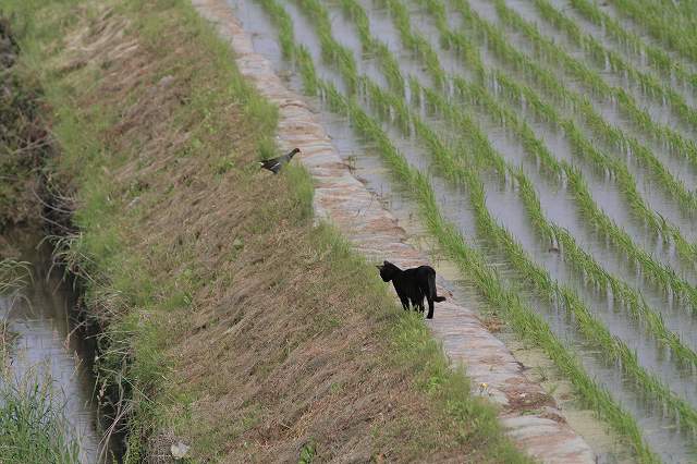 猫とキジの睨み合い・・・_d0075404_11284331.jpg