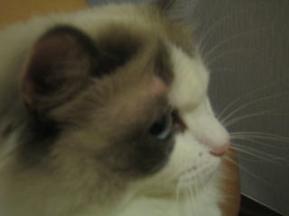 c0024410_2373920.jpg