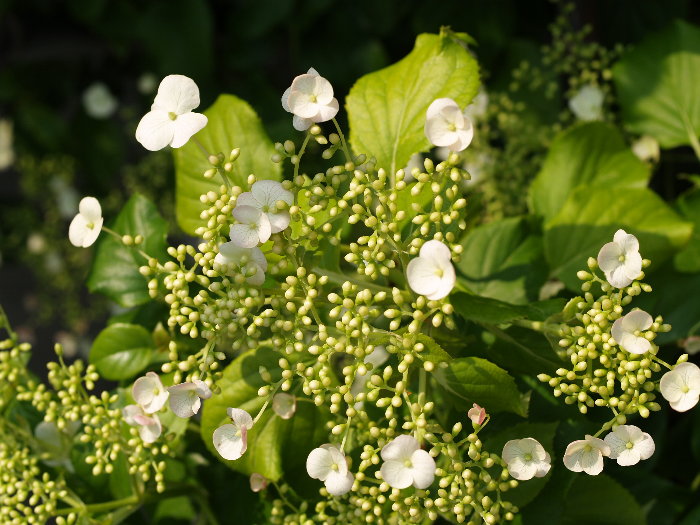 蔓紫陽花（つるあじさい）_c0116915_15565697.jpg
