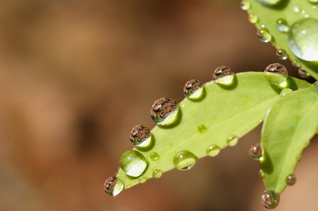 c0089419_940745.jpg