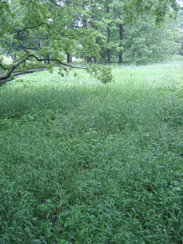 雨の森_c0107829_19122036.jpg