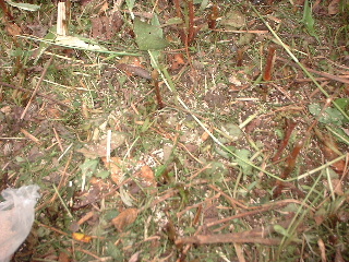 f0031037_12383730.jpg