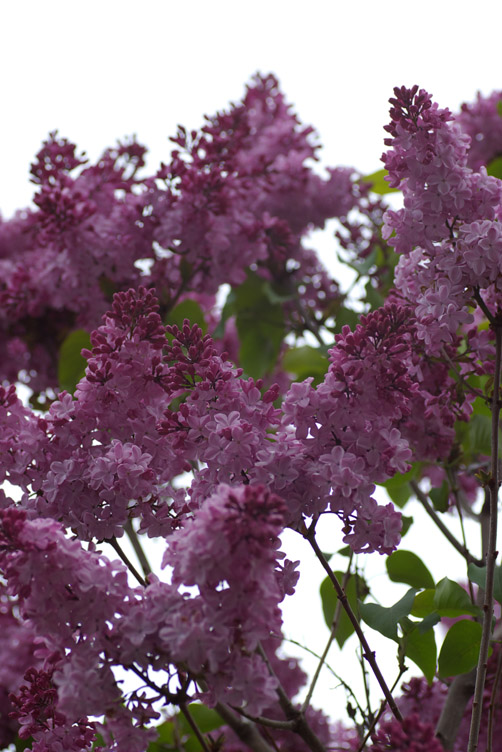 lilac_d0074844_134186.jpg