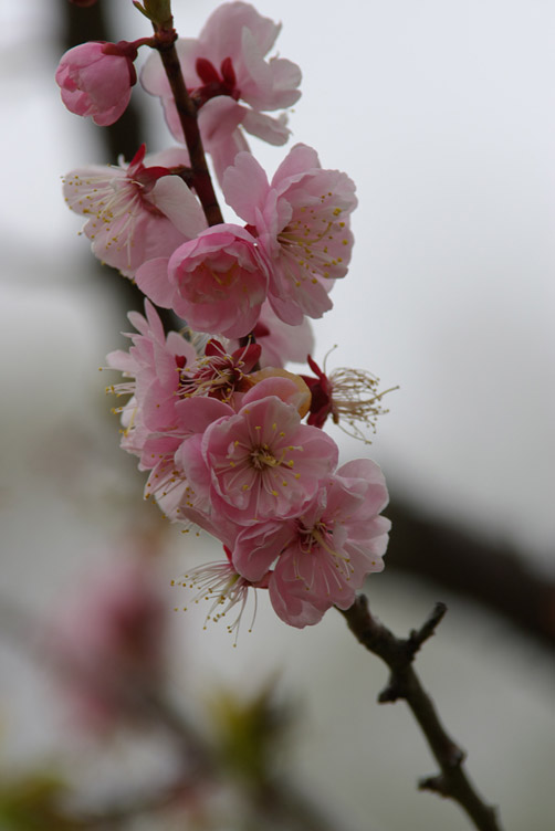 last plum blossom part1_d0074844_15392887.jpg