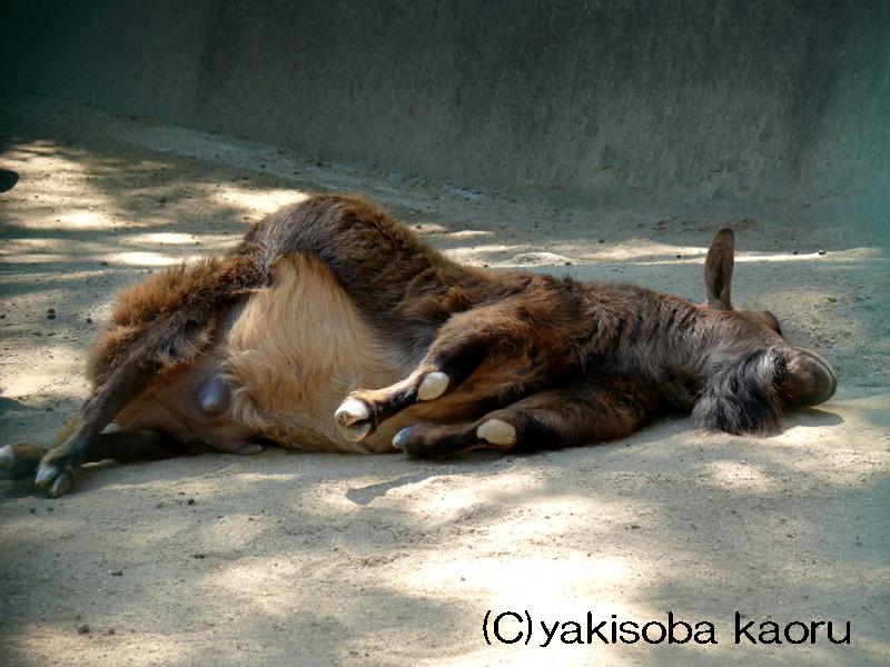 ピグミーゴート 和歌山城動物園 カメラ目線写真 動物チラリズム ピグミーゴート 和歌山城動物園 カメラ目線写真 動物チラリズム