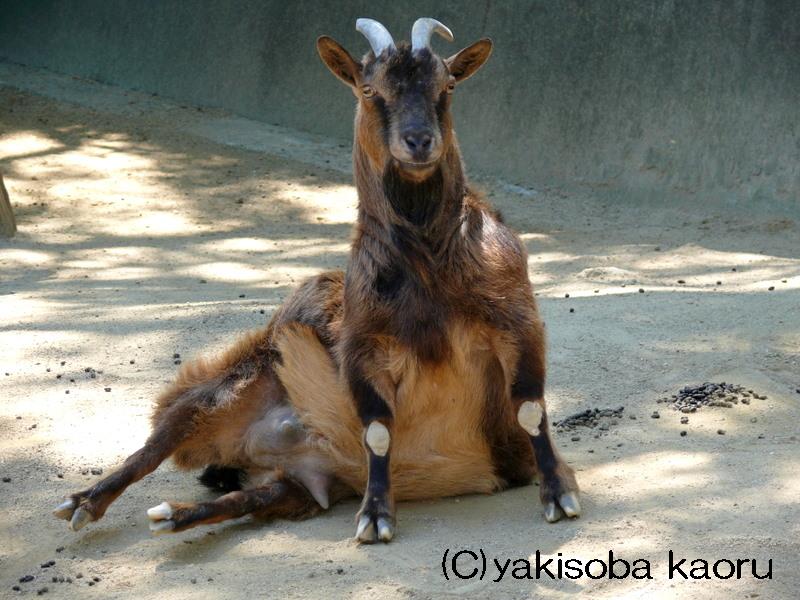 ピグミーゴート 和歌山城動物園 カメラ目線写真 動物チラリズム ピグミーゴート 和歌山城動物園 カメラ目線写真 動物チラリズム