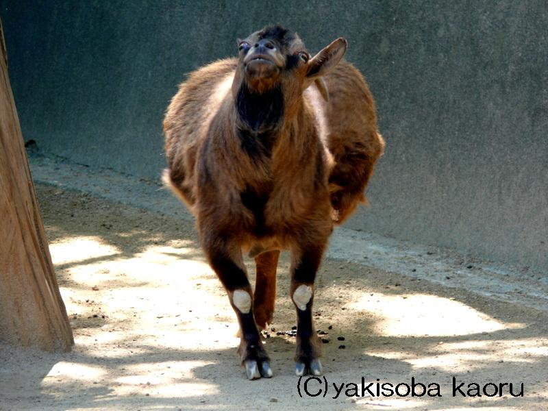ピグミーゴート 和歌山城動物園 カメラ目線写真 動物チラリズム ピグミーゴート 和歌山城動物園 カメラ目線写真 動物チラリズム