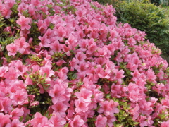 f0077051_0302928.jpg
