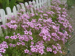f0077051_031591.jpg