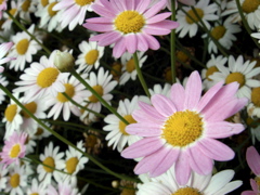 f0077051_037953.jpg
