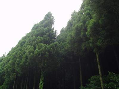 鬼嫁の覗き穴_a0077071_17262541.jpg