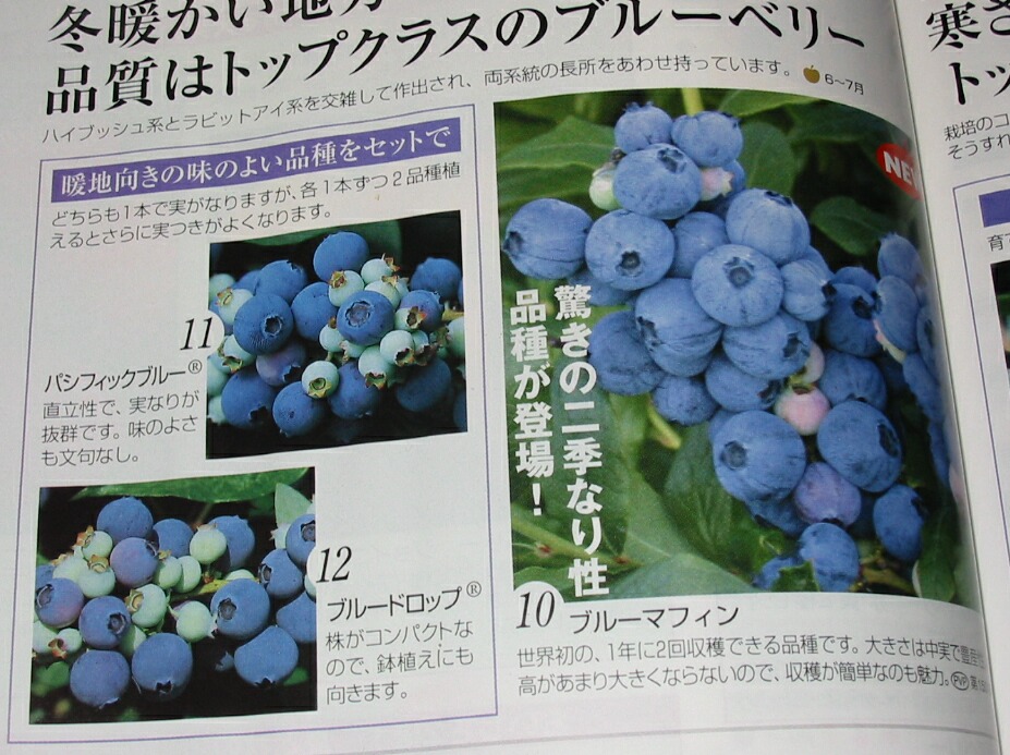 接ぎ木ダローの葉と種会社の無料カタログ ブルーベリーの育て方 栽培 ブルーベリー ノート Blueberrynote