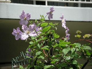 c0108693_22354296.jpg