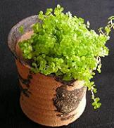 なんともおトクな嬉しい植木鉢です♪_e0063296_1974779.jpg