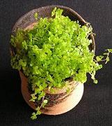 なんともおトクな嬉しい植木鉢です♪_e0063296_1975826.jpg