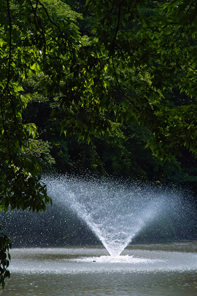 井の頭恩賜公園 その1_d0069398_10282753.jpg