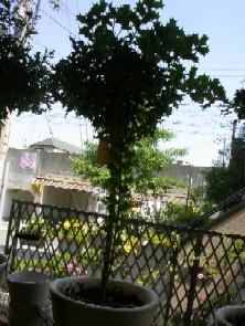 c0102699_19242256.jpg
