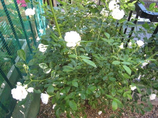 a0101802_1421397.jpg