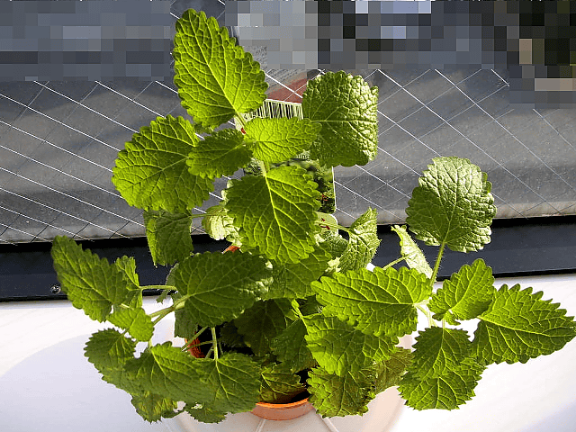a0006605_20333578.gif