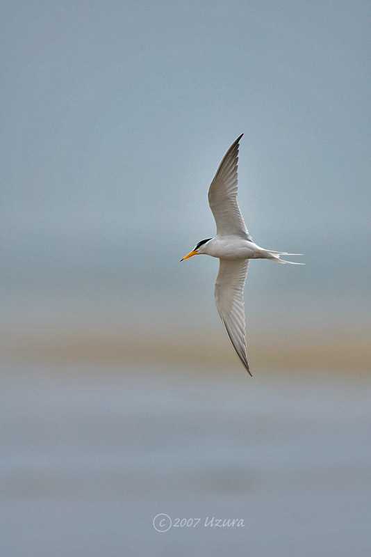 Little Terns in breaking time and flight_c0034905_15284362.jpg