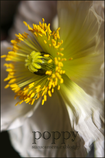 ひなぎくの花_f0100215_23211213.jpg