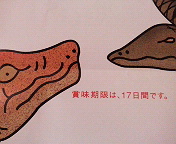b0019820_1554877.jpg