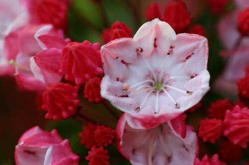 カルミア オスボレッド 花と日々の徒然
