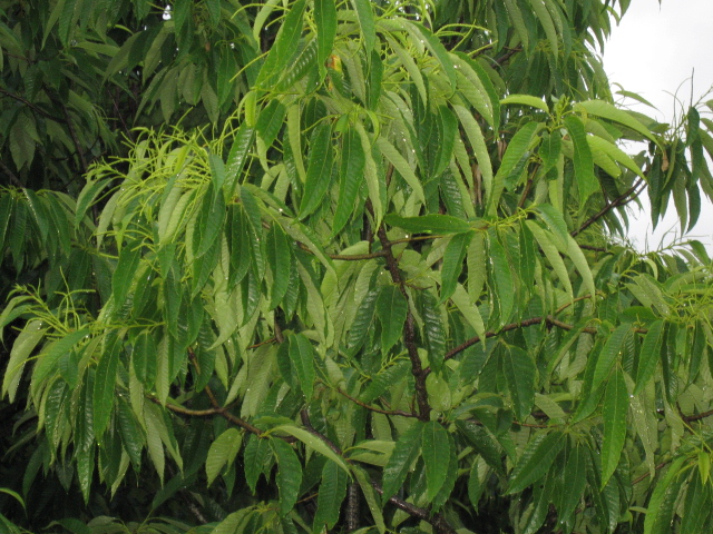 c0117028_010644.jpg