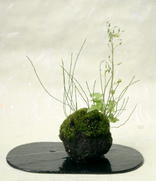 苔玉の手入れ Botanic Journal 植物誌