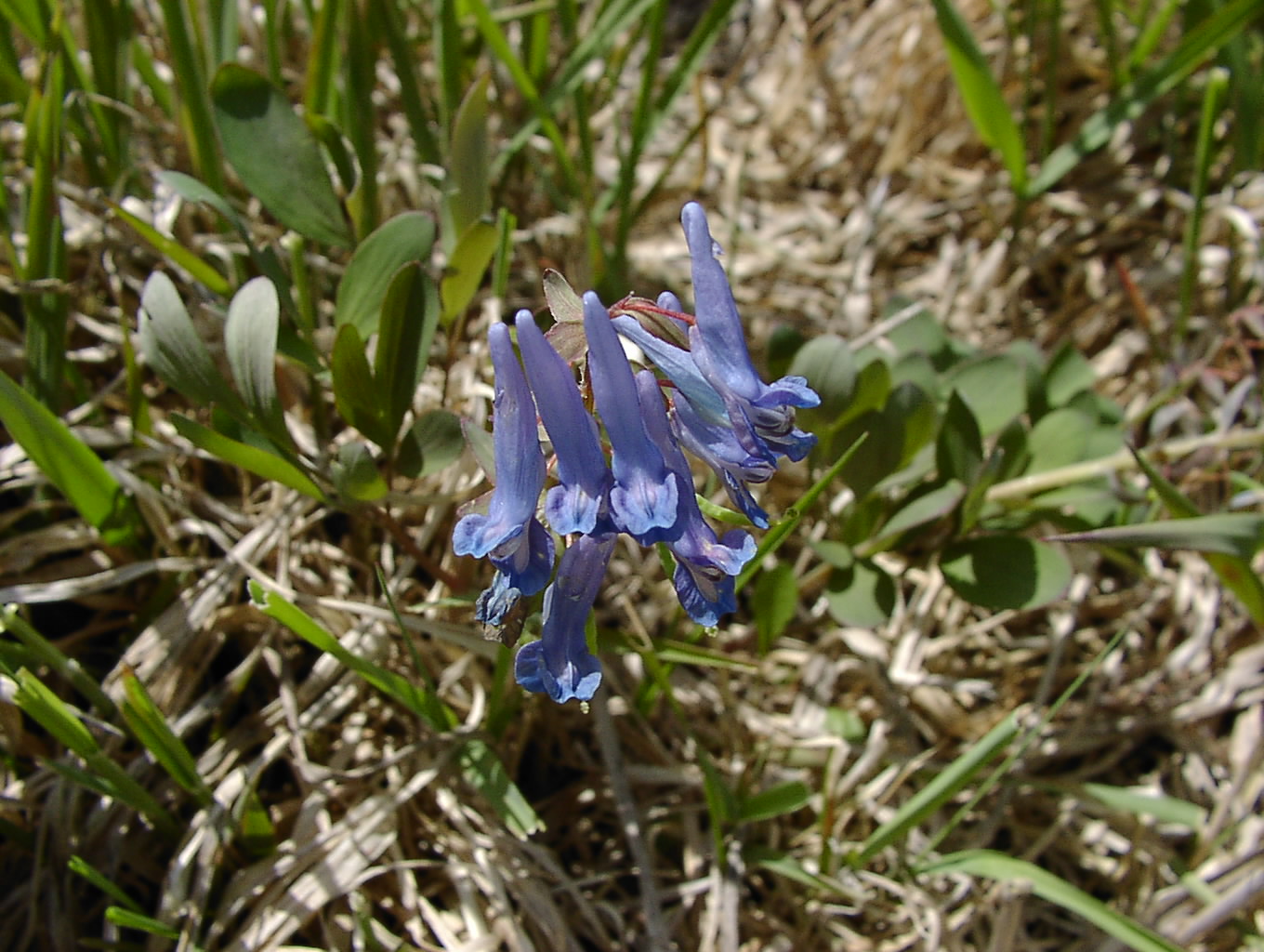 花が咲き始めました　　5月26日_f0113639_1554689.jpg