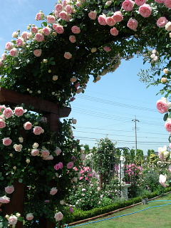 バラ園_e0109554_138254.jpg