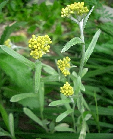 ハハコグサ 母子草 植物の生態散歩