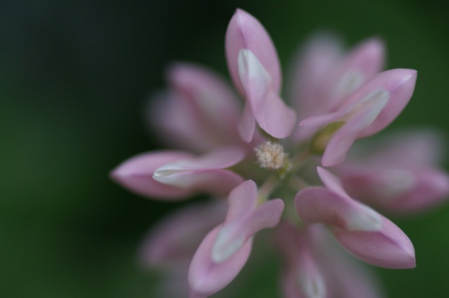 ルピナス　－豆の花みたいなのが沢山ー_d0079278_21502218.jpg