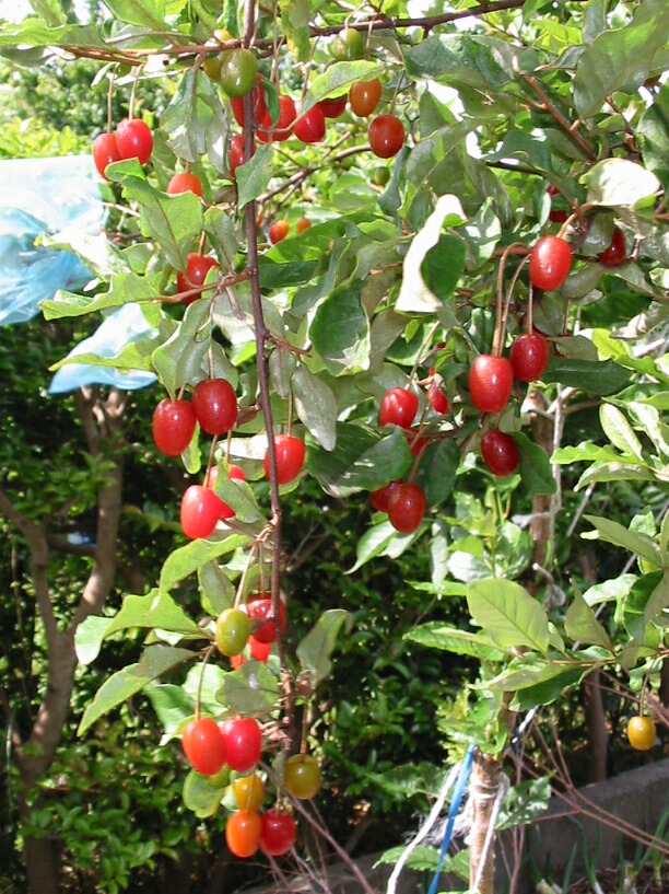 赤い実は甘かった ビックリグミとユスラウメ ブルーベリーの育て方 栽培 ブルーベリー ノート Blueberrynote