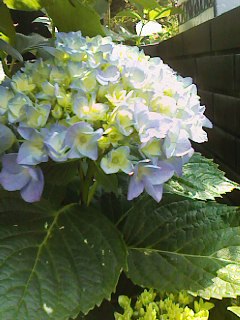 b0097482_20404473.jpg