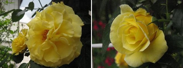 c0077283_13384661.jpg