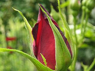 c0077283_13422332.jpg