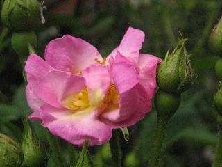 c0077283_13424034.jpg