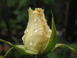 c0077283_13432275.jpg