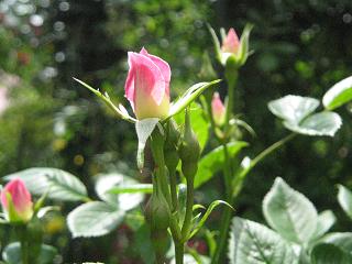 c0077283_1343434.jpg