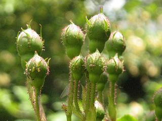 c0077283_1344128.jpg