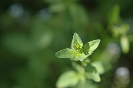 枯れる美しさと草花と・・・_c0026690_133974.jpg