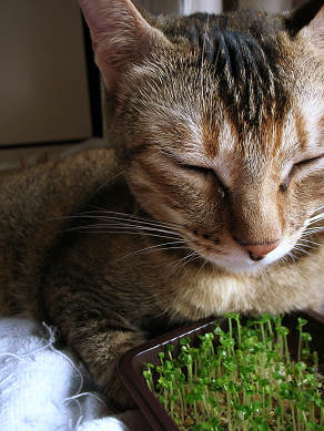 かいわれ大根が思いがけずツボに入る猫 香港ねこぶろぐ Hong Kong Neko Blog かいわれ大根が思いがけずツボに入る猫 香港ねこぶろぐ Hong Kong Neko Blog