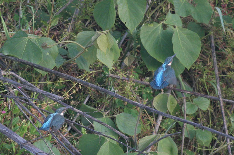 b0024798_785011.jpg