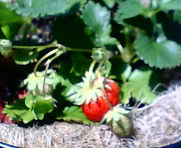 f0136398_10395741.jpg
